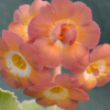 Abriachan Nurseries - Auricula Border Bandit